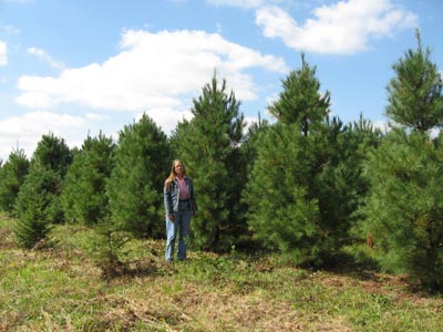 A person standing among rows of mature evergreen trees at Hutton & Loyd Tree Farm in Fleming County, Kentucky